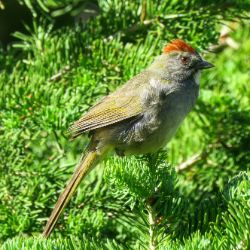 Green-tailed Towhee
